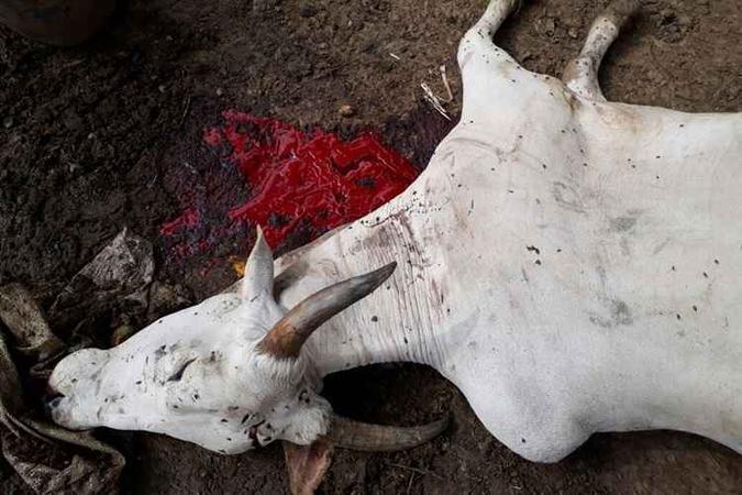 Policiais encontraram uma vaca morta no abatedouro(foto: Polícia Militar/Divulgação) Policiais encontraram uma vaca morta no abatedouro(foto: Polícia Militar/Divulgação)
