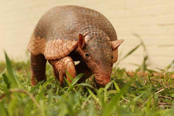 A tatu canastra Mabu é uma das únicas do mundo a viver em zoológico(foto: Agência Brasília/Divulgação) A tatu canastra Mabu é uma das únicas do mundo a viver em zoológico(foto: Agência Brasília/Divulgação)