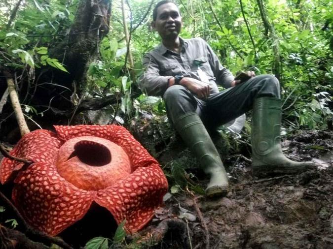É maior do que outra avistada há vários anos nas florestas do oeste de Sumatra(foto: Handout / West Sumatra BKSDA / AFP) É maior do que outra avistada há vários anos nas florestas do oeste de Sumatra(foto: Handout / West Sumatra BKSDA / AFP)