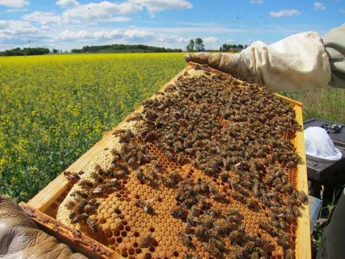 A apiterapia, que busca a cura por meio de produtos vindos das abelhas, está entre as práticas incluídas(foto: Maj Rundlöf/Divulgação - 21/4/15 ) A apiterapia, que busca a cura por meio de produtos vindos das abelhas, está entre as práticas incluídas(foto: Maj Rundlöf/Divulgação - 21/4/15 )