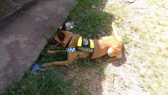 Cachorros do BPCães também auxiliaram na ação realizada no Gama.(foto: PMDF/Divulgação) Cachorros do BPCães também auxiliaram na ação realizada no Gama.(foto: PMDF/Divulgação)