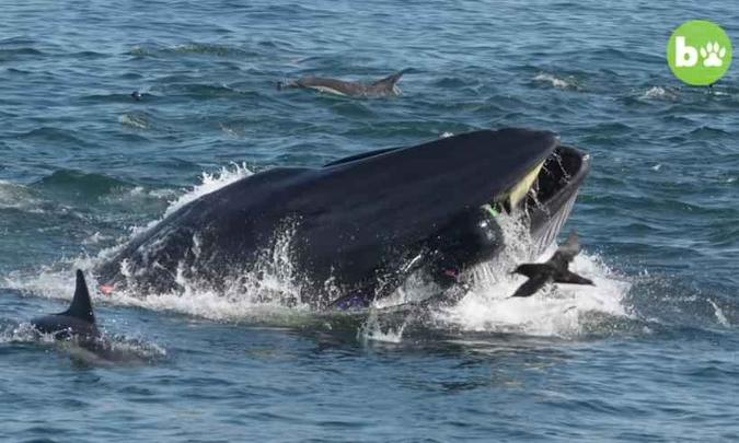 (foto: Reprodução/Youtube/BarCroft Animals) (foto: Reprodução/Youtube/BarCroft Animals)