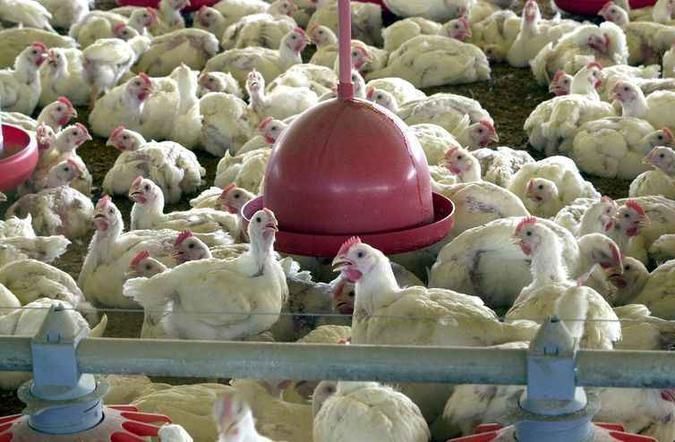 As exportações brasileiras de carne de frango tiveram queda de 8,5% de janeiro a maio(foto: Arquivo/Agência Brasil) As exportações brasileiras de carne de frango tiveram queda de 8,5% de janeiro a maio(foto: Arquivo/Agência Brasil)
