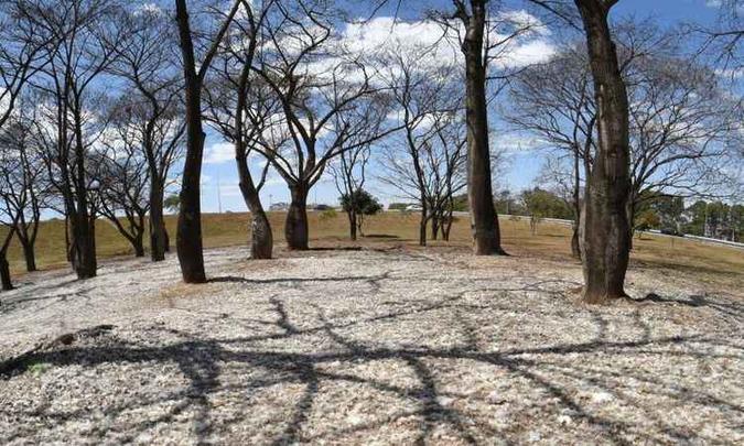 O DF já está quase 80 dias sem chuva. As precipitações devem voltar em setembro, quando acaba o inverno e a seca na capital(foto: Ed Alves/CB/D.A Press) O DF já está quase 80 dias sem chuva. As precipitações devem voltar em setembro, quando acaba o inverno e a seca na capital(foto: Ed Alves/CB/D.A Press)