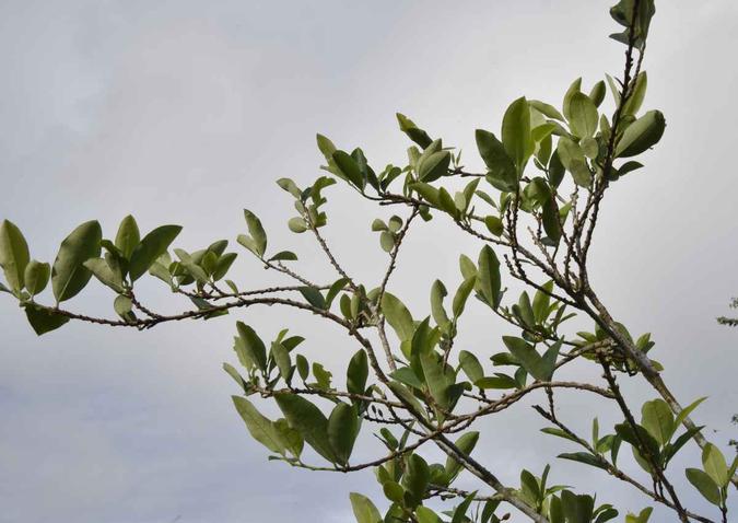 Na Bolívia, o consumo e a venda de folha de coca, a matéria-prima da cocaína, é legalizado.(foto: Aizar Raldes Nunez / AFP) Na Bolívia, o consumo e a venda de folha de coca, a matéria-prima da cocaína, é legalizado.(foto: Aizar Raldes Nunez / AFP)