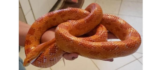 Cobras estavam no sótão de uma casa(foto: BPMA/Divulgação) Cobras estavam no sótão de uma casa(foto: BPMA/Divulgação)