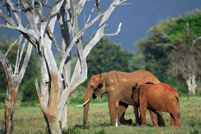 A pesquisa mostra que cada elefante a mais nos parques africanos aumenta a visitação em 371%(foto: Tony Karumba/AFP) A pesquisa mostra que cada elefante a mais nos parques africanos aumenta a visitação em 371%(foto: Tony Karumba/AFP)