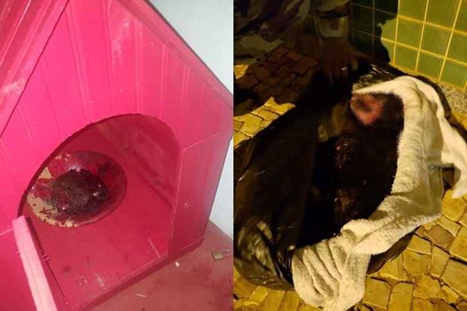 Na casa da cadela foi encontrada uma tigela com sangue. O animal já estava morto quando a polícia chegou ao local(foto: Arquivo pessoal) Na casa da cadela foi encontrada uma tigela com sangue. O animal já estava morto quando a polícia chegou ao local(foto: Arquivo pessoal)