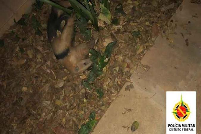 Ferido, o tamanduá-mirim foi encaminhado ao Centro de Triagem e Reabilitação de Animais Silvestres (Cetas), onde receberá os cuidados necessários. (foto: PMDF/Divulgação) Ferido, o tamanduá-mirim foi encaminhado ao Centro de Triagem e Reabilitação de Animais Silvestres (Cetas), onde receberá os cuidados necessários. (foto: PMDF/Divulgação)