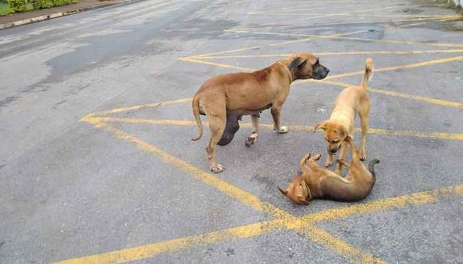 Formosa chegou à base com o tumor na mama, acompanhada de dois amigos (foto: Samu/Divulgação) Formosa chegou à base com o tumor na mama, acompanhada de dois amigos (foto: Samu/Divulgação)