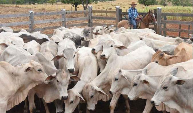 Criação de gado em Sobradinho: Brasil tem cerca de 218 milhões de cabeças (foto: Ed Alves/CB/D.A Press) Criação de gado em Sobradinho: Brasil tem cerca de 218 milhões de cabeças (foto: Ed Alves/CB/D.A Press)