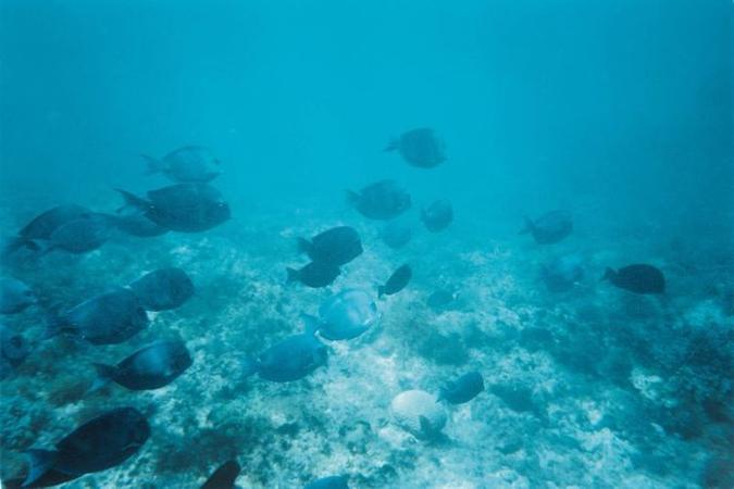 Pesquisa mostrou ainda que, quanto maior é o peixe, maior é a distância de fuga de humanos: ''mais experientes e espertos''(foto: Zuleika de Souza/CB/D.A Press) Pesquisa mostrou ainda que, quanto maior é o peixe, maior é a distância de fuga de humanos: ''mais experientes e espertos''(foto: Zuleika de Souza/CB/D.A Press)