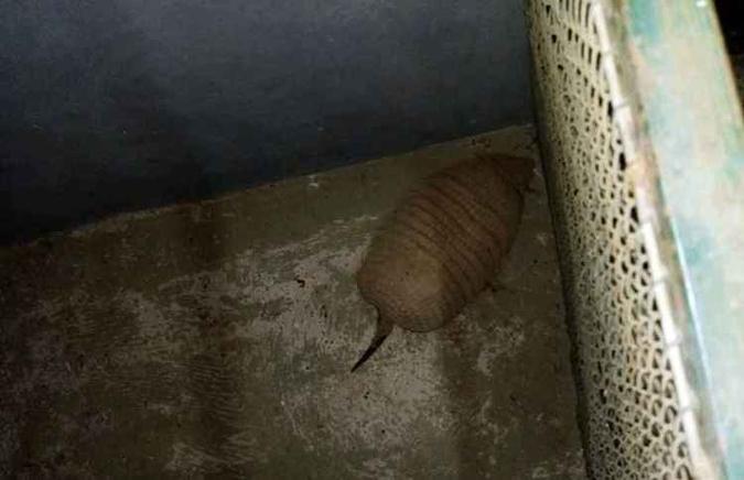 Policiais encontraram o filhote de tatu após denúncia anônima(foto: Divulgação/BPMA) Policiais encontraram o filhote de tatu após denúncia anônima(foto: Divulgação/BPMA)
