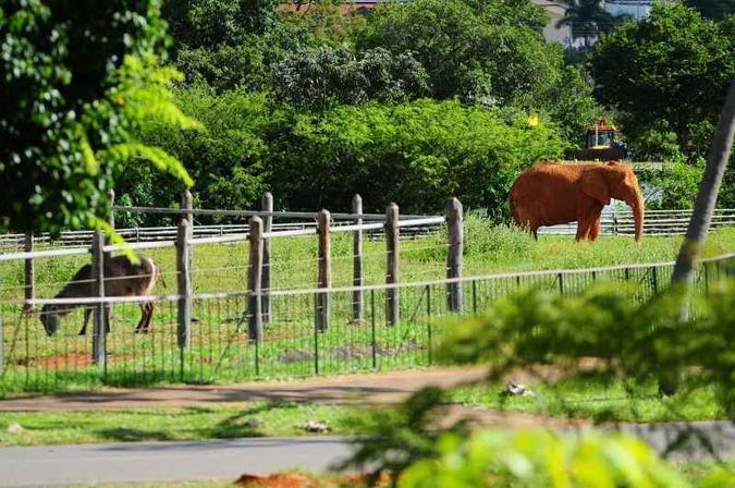 Zoologico de Brasilia. Elefante Belinha(foto: Luis Nova/Esp. CB/D.A Press) Zoologico de Brasilia. Elefante Belinha(foto: Luis Nova/Esp. CB/D.A Press)