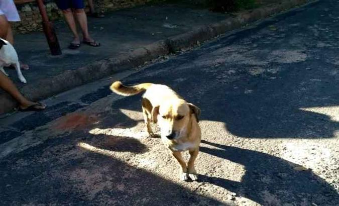 Cachorro salvou idosa após alertar vizinhos com latidos (foto: João Trentini/Divulgação ) Cachorro salvou idosa após alertar vizinhos com latidos (foto: João Trentini/Divulgação )