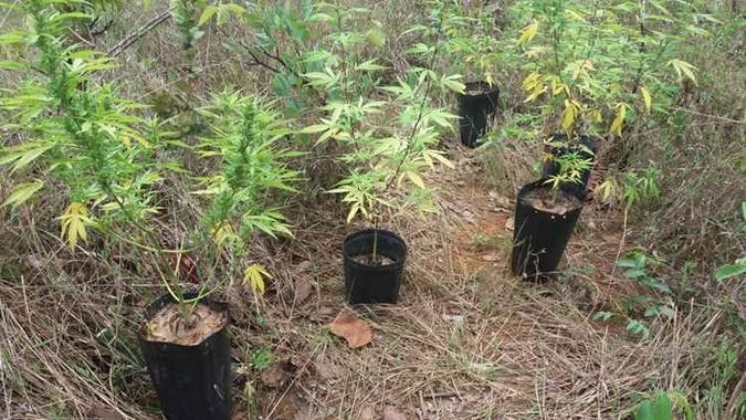 Segundo a PM, pelo tamanho, é possível afirmar que os pés de maconha eram cultivados havia bastante tempo(foto: Divulgação/PM) Segundo a PM, pelo tamanho, é possível afirmar que os pés de maconha eram cultivados havia bastante tempo(foto: Divulgação/PM)