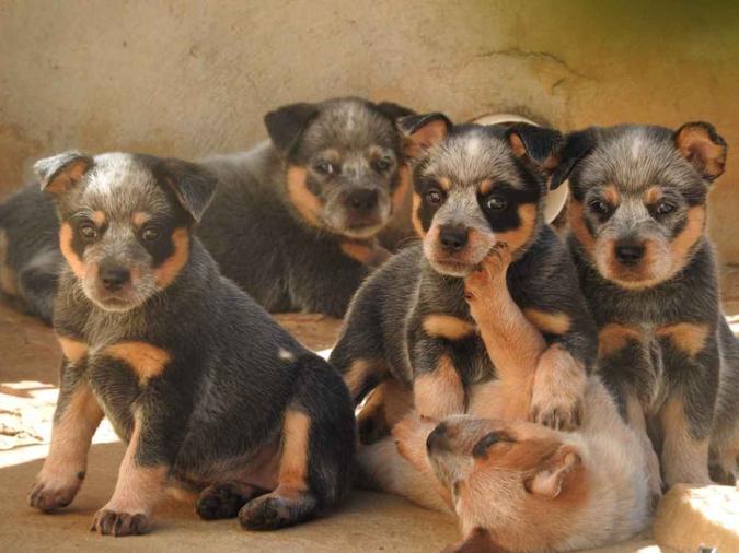 Os cachorrinhos do Canil Heeler Selivon: raça cheia de energia(foto: Crédito: Luciano Selivon/Divulgação. ) Os cachorrinhos do Canil Heeler Selivon: raça cheia de energia(foto: Crédito: Luciano Selivon/Divulgação. )