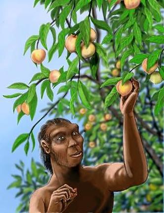 Homo erectus: o ancestral do homem passou a ingerir carne antes do domínio do fogo(foto: Rebecca Wilf/Divulgação 27/7/15) Homo erectus: o ancestral do homem passou a ingerir carne antes do domínio do fogo(foto: Rebecca Wilf/Divulgação 27/7/15)