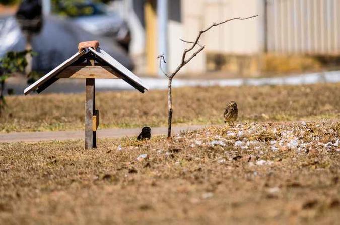 O casal de coruja da espécie buraqueira vive na quadra 710 Norte há pelo menos cinco anos(foto: Arthur Menescal/Esp. CB/D.A Press) O casal de coruja da espécie buraqueira vive na quadra 710 Norte há pelo menos cinco anos(foto: Arthur Menescal/Esp. CB/D.A Press)