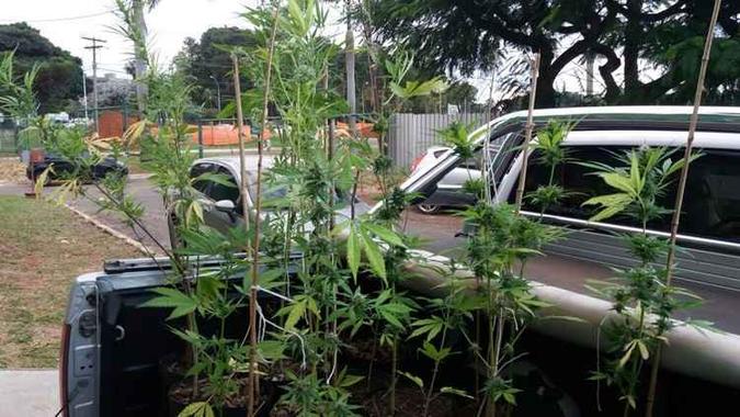 Estudantes cultivavam droga dentro da Universidade de Brasília(foto: PCDF/Divulgação) Estudantes cultivavam droga dentro da Universidade de Brasília(foto: PCDF/Divulgação)
