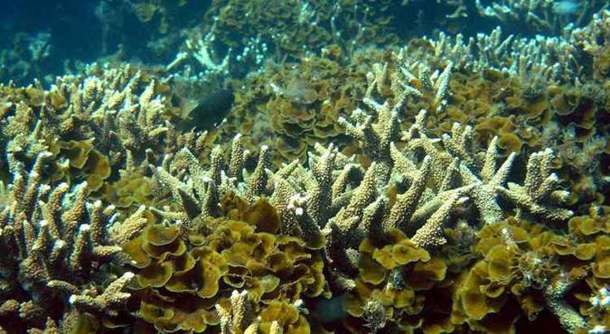 Todos os recifes de coral tropicais sofrem com o impacto de temperaturas acima do normal(foto: Great Barriier Reef Marine Park) Todos os recifes de coral tropicais sofrem com o impacto de temperaturas acima do normal(foto: Great Barriier Reef Marine Park)