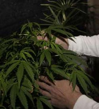 As Vezes O Individuo Está Louco Na Droga Original Estudo Mostra Que Maconha Prejudica O Sono E Aumenta A Sensacao De