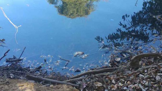 A contaminação aconteceu entre junho e julho de 2017, deixando milhares de peixes mortos(foto: Deborah Fortuna/CB/D.A. Press) A contaminação aconteceu entre junho e julho de 2017, deixando milhares de peixes mortos(foto: Deborah Fortuna/CB/D.A. Press)