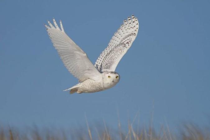 A coruja branca é uma das espécies afetadas: análise de bancos de monitoramento revela perda de 3 bilhões de aves(foto: Guerry Mueller/Divulgação) A coruja branca é uma das espécies afetadas: análise de bancos de monitoramento revela perda de 3 bilhões de aves(foto: Guerry Mueller/Divulgação)