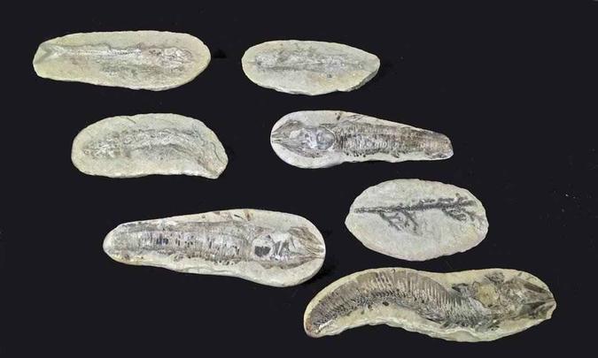 Sete fósseis brasileiros contrabandeados em 2017 para a Colômbia foram repatriados(foto: Divulgação) Sete fósseis brasileiros contrabandeados em 2017 para a Colômbia foram repatriados(foto: Divulgação)