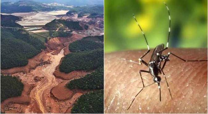 boato que corre desde o ano passado tem colocado também na conta do maior desastre socioambiental do Brasil a disseminação da febre amarela(foto: Montagem sobre fotos de Divulgação) boato que corre desde o ano passado tem colocado também na conta do maior desastre socioambiental do Brasil a disseminação da febre amarela(foto: Montagem sobre fotos de Divulgação)