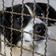 Mais de 50 c�es esperam por um lar no canil da Zoonoses; saiba como adotar