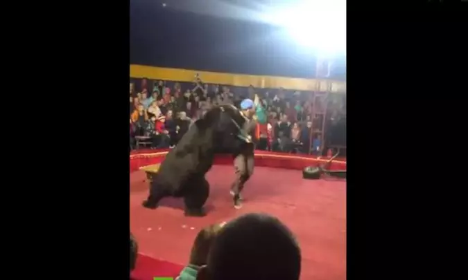 Urso ataca domador(foto: Reprodução/Twitter) Urso ataca domador(foto: Reprodução/Twitter)